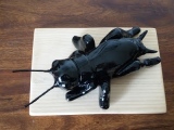 Grillon - Le 3D terre